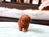 SHOW KALİTE RED BROWN TOY POODLE BEBEKLERİM