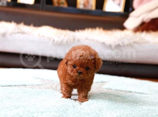 Show Kali̇te Red Brown Toy Poodle Bebekleri̇m
