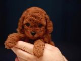 Kore Kani Red Brown Toy Poodle Yavrulari̇mi̇z