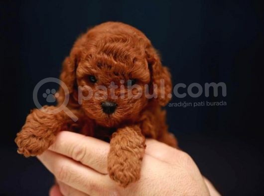 Kore Kani Red Brown Toy Poodle Yavrulari̇mi̇z görsel