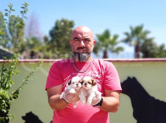 Shi̇h Tzu Yavrusu görsel