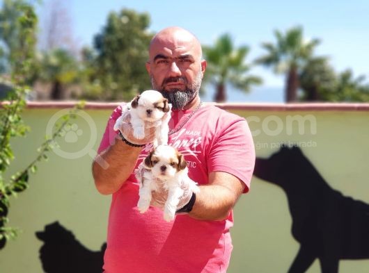 Shi̇h Tzu Yavrusu görsel