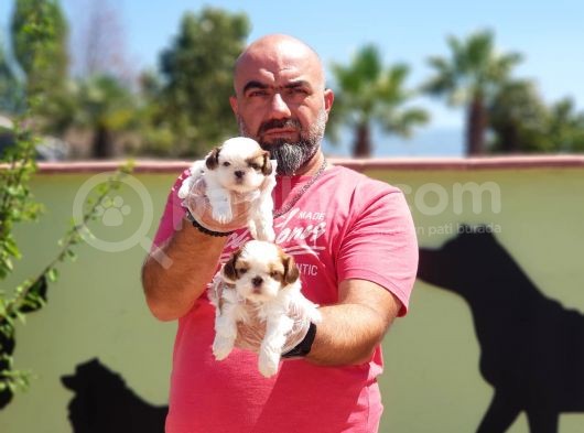Shi̇h Tzu Yavrusu