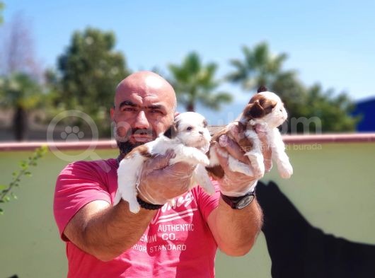 Shi̇h Tzu Yavrusu görsel