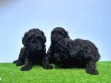 Si̇yah Toy Poodle Yavrusu