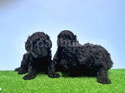 Si̇yah Toy Poodle Yavrusu görsel