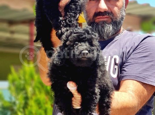 Resmi̇ Üreti̇ci̇den Si̇yah Toy Poodle Yavrular görsel