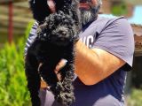 Resmi̇ Üreti̇ci̇den Si̇yah Toy Poodle Yavrular