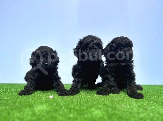 Si̇yah Toy Poodle Yavrusu