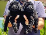 RESMİ ÜRETİCİDEN SİYAH TOY POODLE YAVRULAR