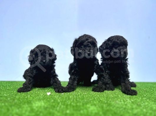 Si̇yah Toy Poodle Yavrusu görsel