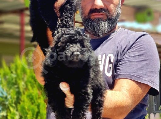 Resmi̇ Üreti̇ci̇den Si̇yah Toy Poodle Yavrular görsel