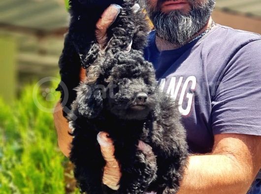 Resmi̇ Üreti̇ci̇den Si̇yah Toy Poodle Yavrular görsel