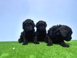 Si̇yah Toy Poodle Yavrusu