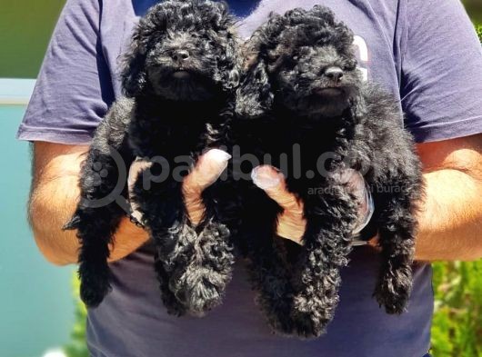 Resmi̇ Üreti̇ci̇den Si̇yah Toy Poodle Yavrular görsel