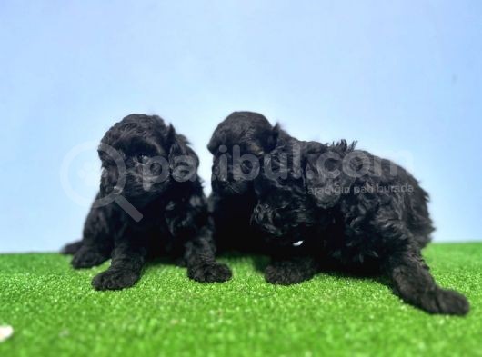 Si̇yah Toy Poodle Yavrusu görsel