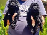 Resmi̇ Üreti̇ci̇den Si̇yah Toy Poodle Yavrular