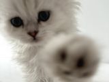 British Longhair