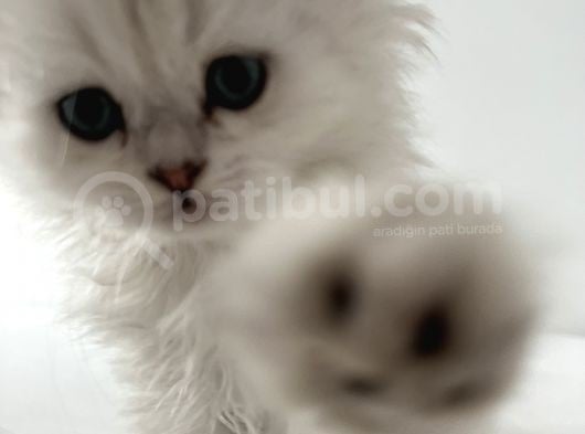 British Longhair
