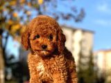 OYUNCU RED BROWN TOY POOODLE BEBEKLERIMIZ