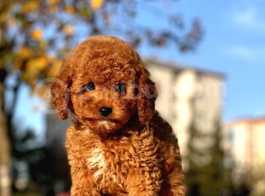Oyuncu Red Brown Toy Pooodle Bebeklerimiz