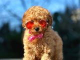 Red Brown Toy Poodle