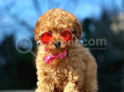Red Brown Toy Poodle görsel