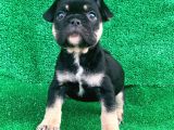HARİKA ANATOMİ BLACK - TAN FRENCH BULLDOG