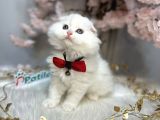 Ocean Blue Eyes Scotti̇sh Fold Whi̇te
