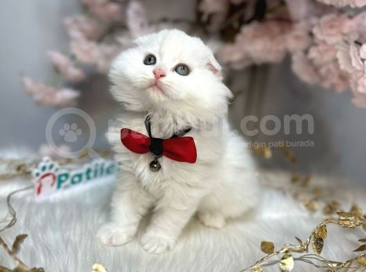 Ocean Blue Eyes Scotti̇sh Fold Whi̇te görsel