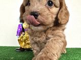 maltipoo Orjinal tüy dökmez Garantili Safkan Poodle Mix