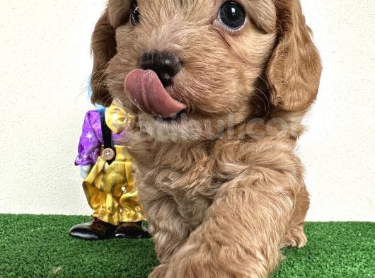Maltipoo Orjinal Tüy Dökmez Garantili Safkan Poodle Mix
