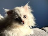 British Longhair