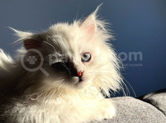British Longhair görsel