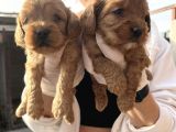 Safkan Irk Cockapoo Yavrularimiz