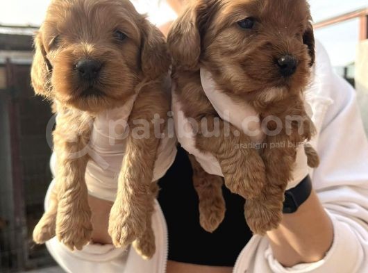 Safkan Irk Cockapoo Yavrularimiz görsel