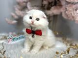 OCEAN BLUE EYES SCOTTİSH FOLD WHİTE