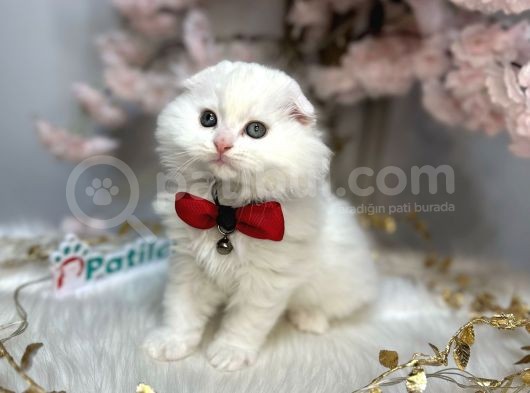 Ocean Blue Eyes Scotti̇sh Fold Whi̇te