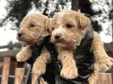 ÇOK GÜZEL MALTİPOO BEBEKLERİMİZ