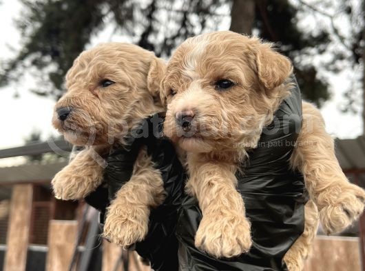 Çok Güzel Malti̇poo Bebekleri̇mi̇z