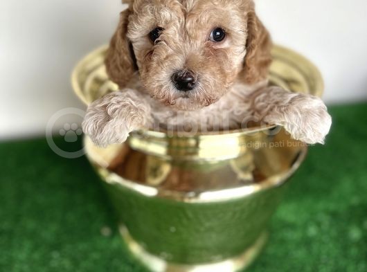 Maltipoo Orjinal Tüy Dökmez Garantili Safkan Poodle Mix görsel