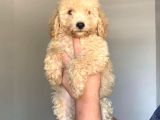 Irk Standartlari Hari̇kasi Poodle Yavrular