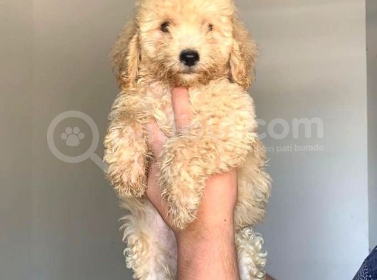 Irk Standartlari Hari̇kasi Poodle Yavrular görsel