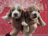 Çok Güzel Malti̇poo Bebekleri̇mi̇z