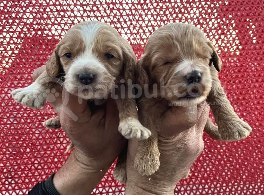 Çok Güzel Malti̇poo Bebekleri̇mi̇z görsel
