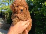 Red Toy Poodle Yavrularımız