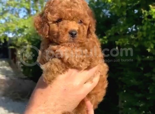 Red Toy Poodle Yavrularımız görsel