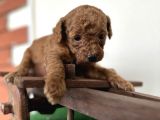 Toy Poodle Tüy Dökmez Orjinal Safkan Kahverengi Kaniş