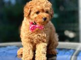 Red Brown Toy Poodle