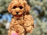 Orjinal Toy Poodle Yavrular